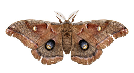Large brown moth displaying four eyespots and feathery antennae against a black background © Ophelia