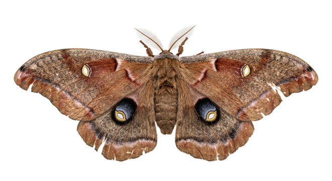 Large brown moth displaying four eyespots and feathery antennae against a black background