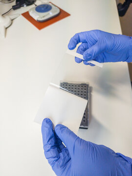 Brussels, Belgium. Handling optical sealing film above a qPCR plate during molecular laboratory preparation