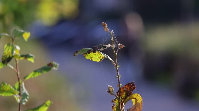Macro shot of a slender plant stem with partially dried, discolored leaves