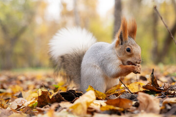 Siberian squirrel eating nut among fallen leaves, hoarding and seasonal transition concept in autumn forest © Maria A