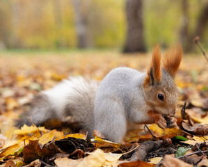 Siberian squirrel nibbling nut on forest floor, autumn hoarding and seasonal preparation concept in park © Maria A