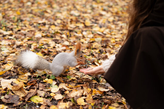 Wild squirrel with autumn leaves reaching for food from human hand, trust and wildlife care moment in fall forest