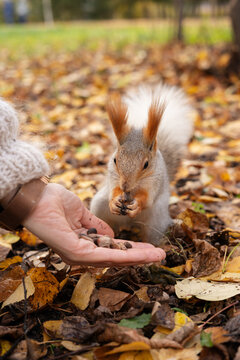Siberian squirrel eating nut from hand on fallen leaves, close-up foraging and patience in autumn park