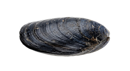 Dark mussel shell isolated on black with ridged texture and weathered surface detail © Ophelia