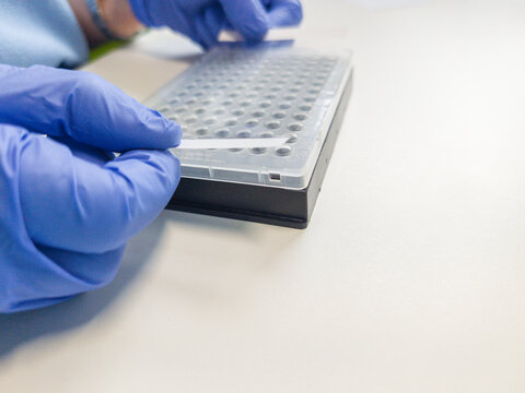 Brussels, Belgium. Applying optical sealing film to a qPCR plate for DNA analysis
