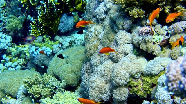 View of vibrant coral reef with orange anthias fish swimming among colorful coral formations in the Red Sea in Sharm El-Sheikh, South Sinai Governorate, Egypt.