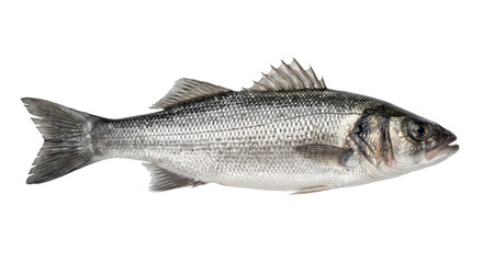 Silver European seabass isolated on black, with detailed scales and a raised dorsal fin © Ophelia