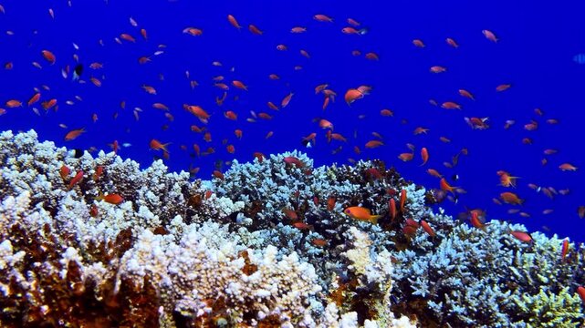 View of vibrant coral reef teeming with small orange anthias fish in the deep blue waters of the Red Sea in Sharm El-Sheikh, South Sinai Governorate, Egypt.