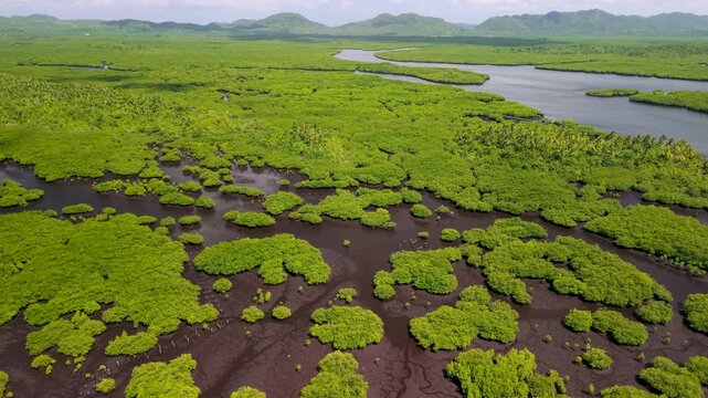 Aerial drone footage of the Del Carmen Mangrove Forest in Siargao, Philippines, revealing an extensive tropical mangrove ecosystem with winding tidal waterways, dense green vegetation 