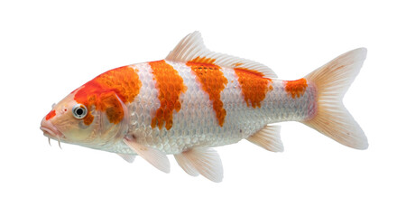 Orange and white koi carp with detailed scales and flowing fins isolated against a black background © Ophelia