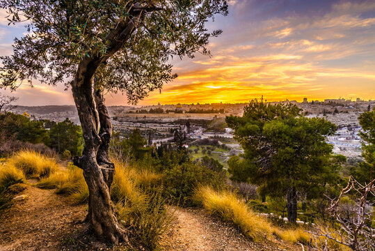 Beautiful sunset view of Jerusalem's Old City landmarks: Temple Mount with Dome of the Rock, Golden Gate and Mount Zion in the distance; with olive tree on Mount of Olives
