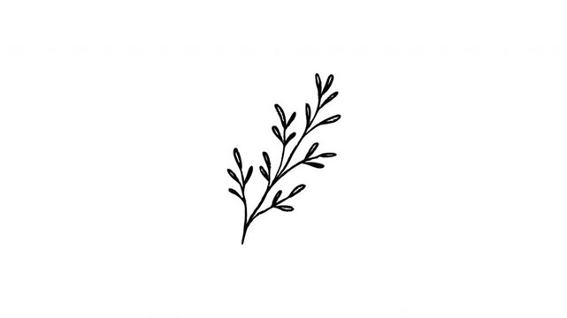 Botanical Sprig For Nature And Floral Design Hand-Drawn Doodle Animation On Transparent Background. Plant Branch And Botanical Decoration. Seamless Animated Icon. 4K Video Overlay Element.