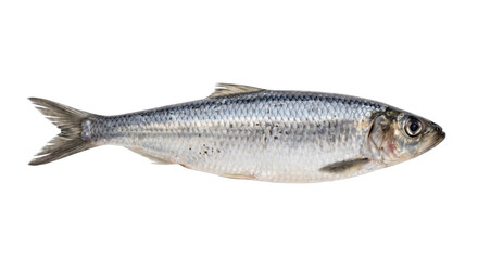 Silvery fish with reflective scales shown in side profile against a clean black background © Ophelia