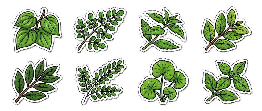 Sticker collection of betel, moringa, andrographis, guava, bay leaf, phyllanthus, gotu kola, and cat whiskers herbal leaves.