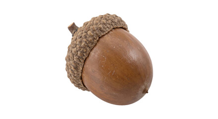 Close-up of a large brown acorn with a textured cap isolated against a solid black background © Ophelia