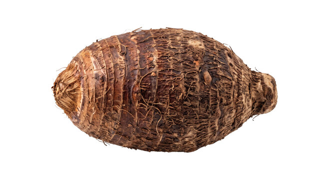 Whole brown taro root isolated against a black background, showing its rough fibrous skin and irregular shape