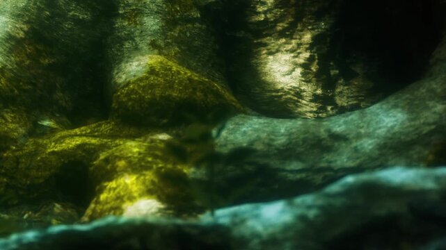 The scene shows rocks at the bottom of a body of water. Moss and small plants cover the rocks. Sunlight filters through the water, illuminating the surroundings.