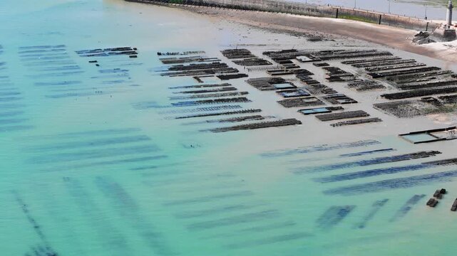 Aerial view of low tide oyster beds on the French coast near Cancale, capturing the structure of intertidal shellfish farming