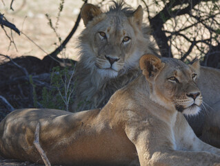Pair of Kalahari Lions Black Maned Male and Lioness Resting Under Thorn Tree © Eddie