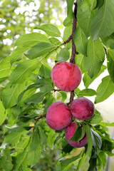 A branch with ripening cherry plum fruits of the Kubanskaya Kometa variety (Prunus cerasifera in Latin) on a cloudy summer day on a tree branch in the garden - vertical close-up photo © Iuliia Koroleva