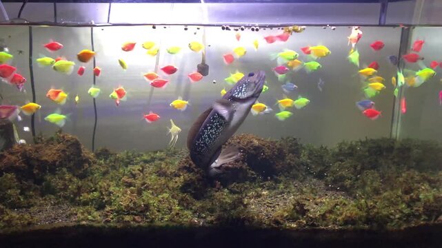 A large fish swims in an aquarium filled with many small, brightly colored neon tetras.