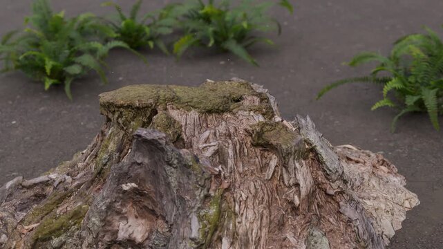 Weathered Tree Stump with Moss and Ferns