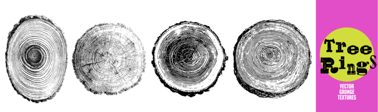 Tree ring vector grunge textures, four isolated log slice cross sections in black and white. Wood stump growth rings, natural timber stamp set