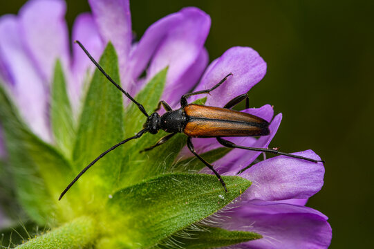flower longhorn beetle (Stenurella melanura) on a pink flower