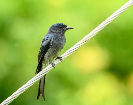 black drongo (Dicrurus macrocercus) bird on a wire