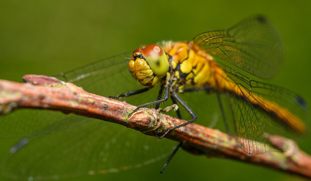 vagrant darter dragonfly (Sympetrum vulgatum) sitting