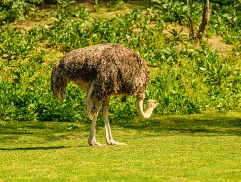 common ostrich (Struthio camelus) male on grass