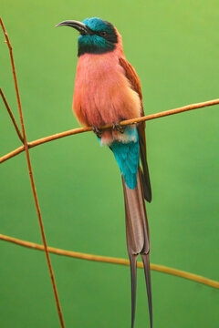 northern carmine bee-eater (Merops nubicus) on a stick