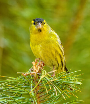Eurasian siskin (Spinus spinus) on a branch