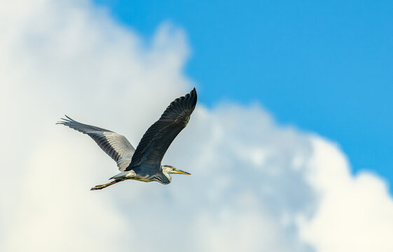 grey heron (Ardea cinerea) in flight