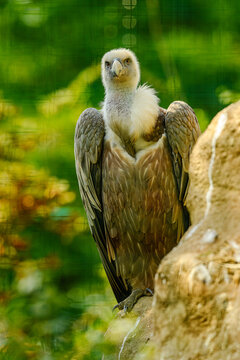 Eurasian griffon vulture (Gyps fulvus)
