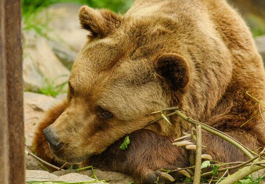 brown bear (Ursus arctos) chewing on sticks