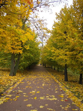 Quiet walking trail surrounded by vibrant yellow autumn trees