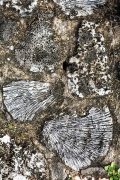 Coral stones used to build the old fort, Northern Province, Jaffna, Sri Lanka