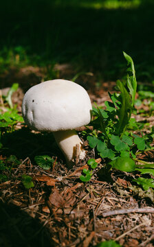 A close‑up of a white mushroom in the foliage. A green clearing with a porcini mushroom.