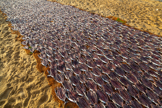 Rows of fish drying in the sun on mats on a sandy beach, Western Province, Negombo, Sri Lanka