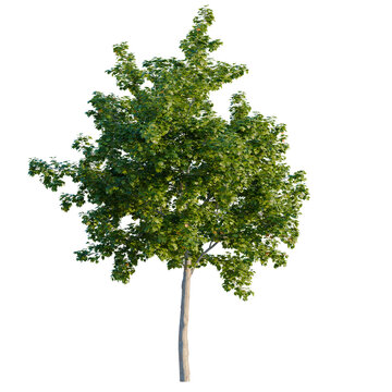 Detailed view of Norway maple tree branch structure and leaves isolated on black background