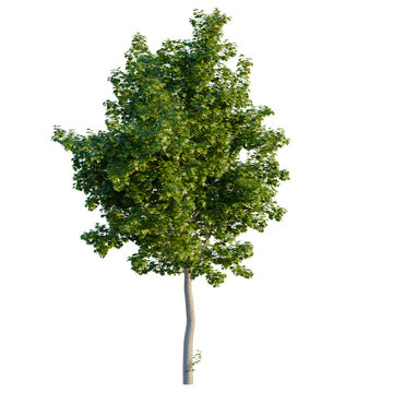 Norway maple tree trunk and lower green branches isolated on black background