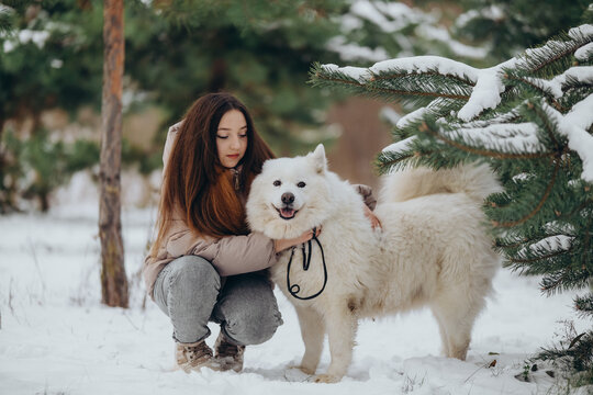 A girl walks with her beloved pet Samoyed in winter on the shore of a lake in the park.
