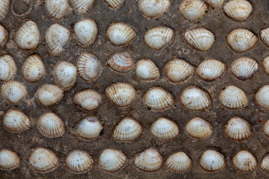 Shells set as decoration in a wall, Northern Province, Jaffna, Sri Lanka