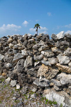 Coral stone ruins of the old fort with a palm tree behind, Northern Province, Delft island, Sri Lanka