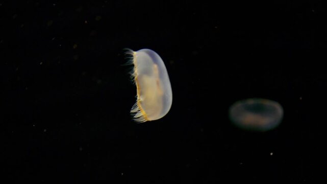 4K clip of Moon Jellyfish swimming in a jellyfish tank inside an aquarium with beautiful lighting