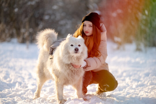 A girl walks with her beloved pet Samoyed in winter on the shore of a lake in the park.