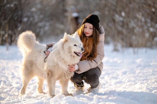 A girl walks with her beloved pet Samoyed in winter on the shore of a lake in the park.