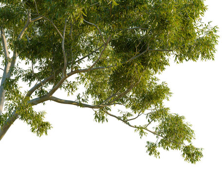 Low angle perspective of Corymbia aparrerinja ghost gum tree green canopy and structure isolated on dark background for landscape d